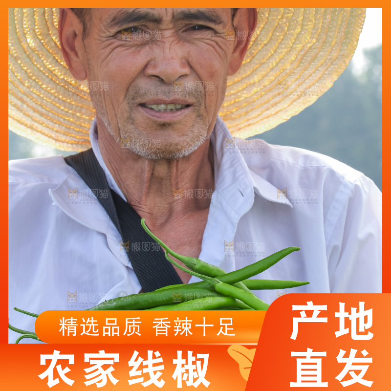 手里拿着现摘线椒