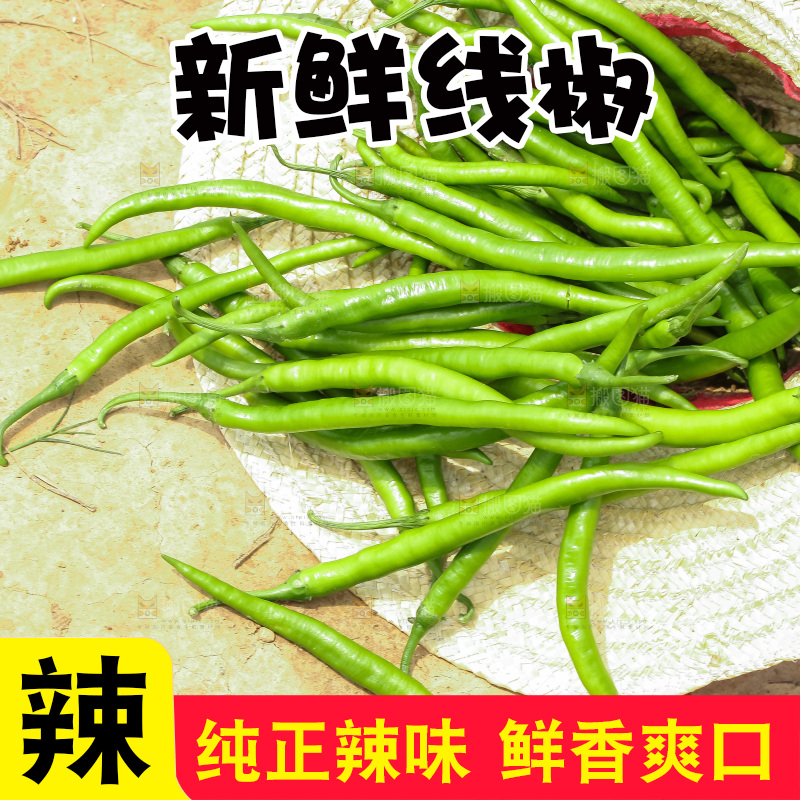 地里现摘的线椒