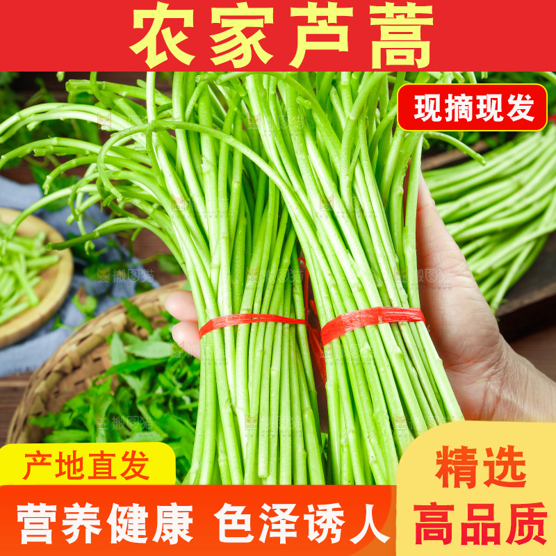木底上的江西藜蒿