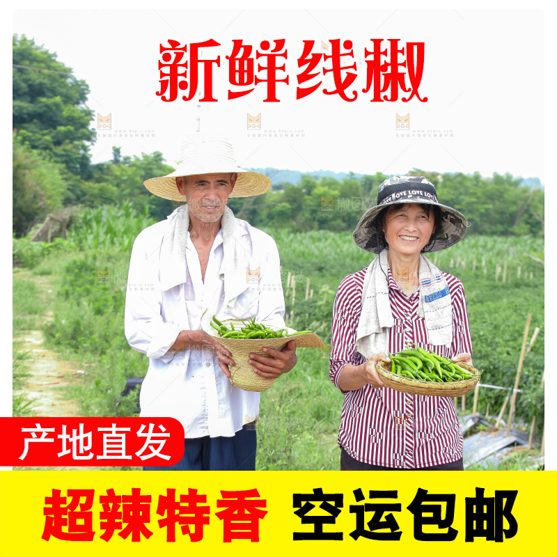 手里拿着现摘线椒