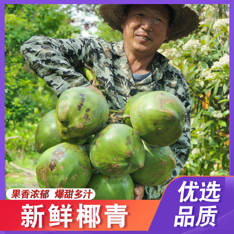 农民手里拿着椰青