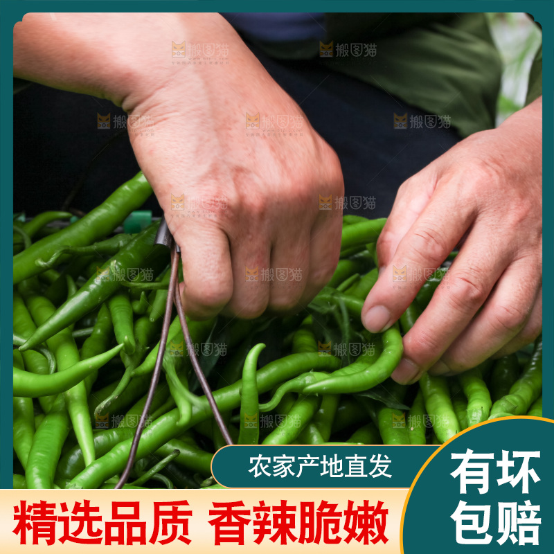 地里现摘的线椒