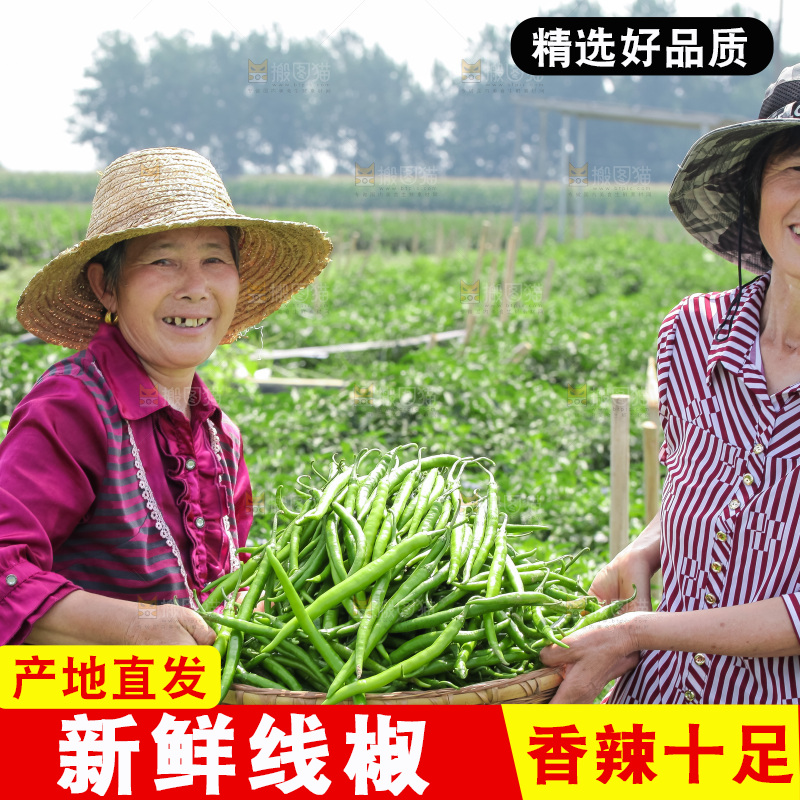 手里拿着现摘线椒