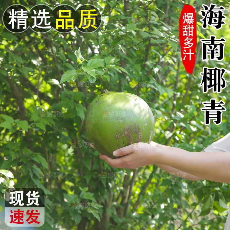 女孩手里拿着椰青