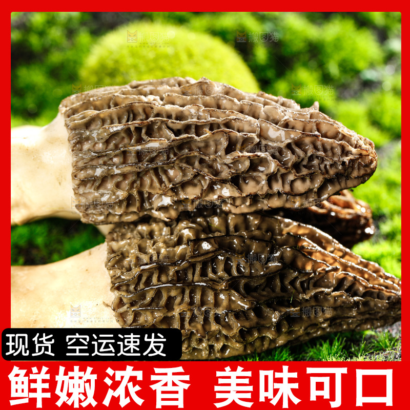 草地上的羊肚菇