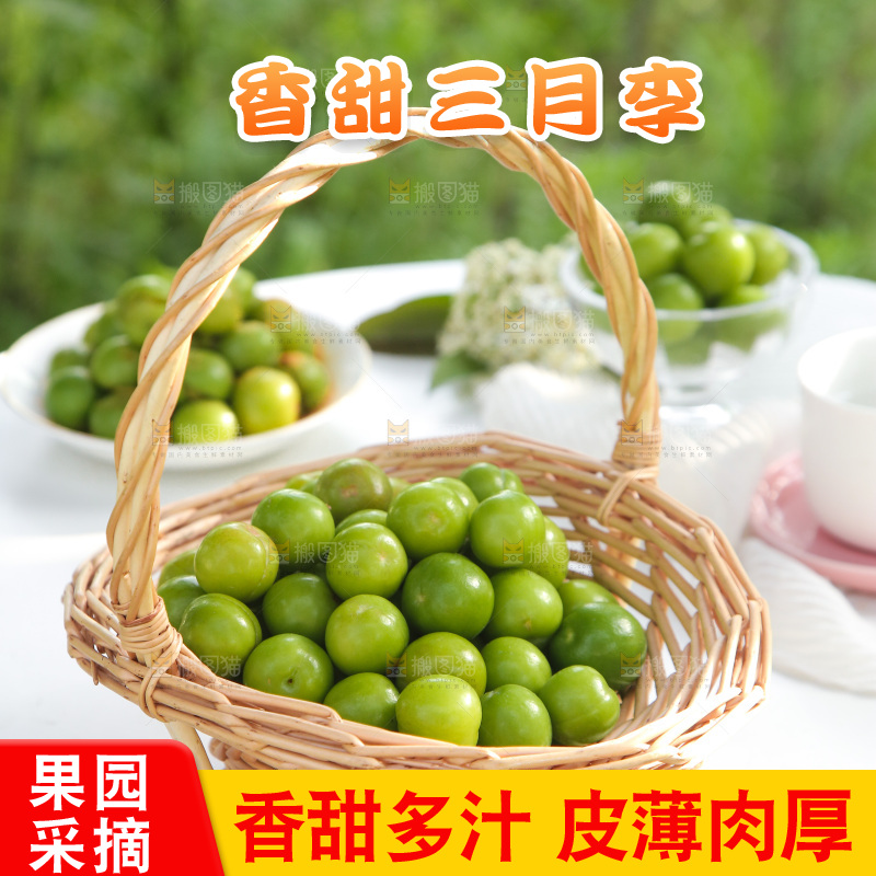 桌子上放着一篮钱排三月李