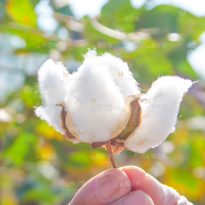 手里拿着现摘棉花