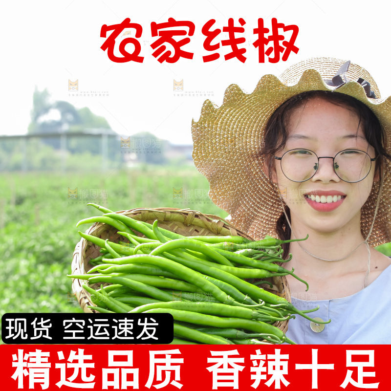 手里拿着现摘线椒