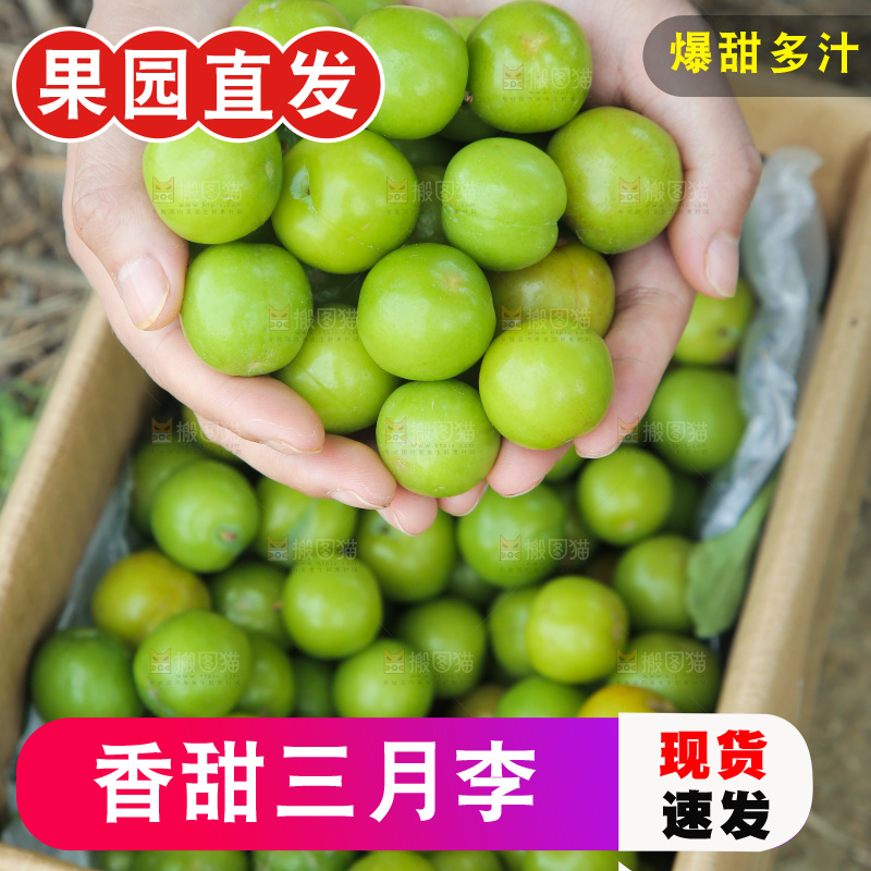 手里捧着三月李