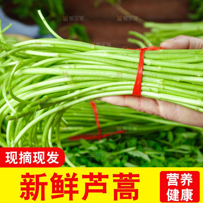 木底上的江西藜蒿