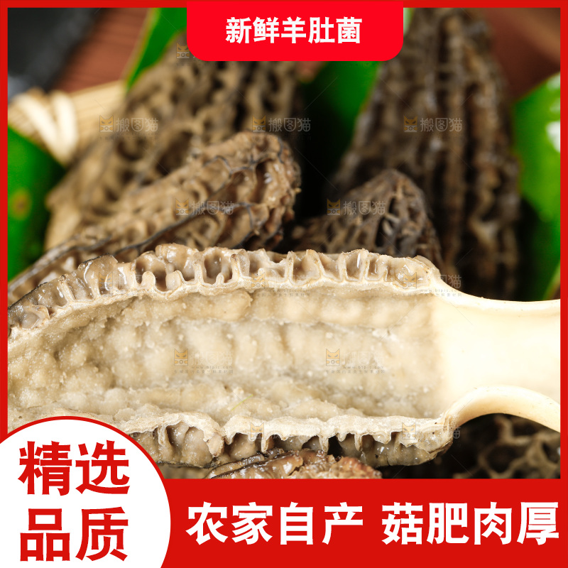 木底上的羊肚菇