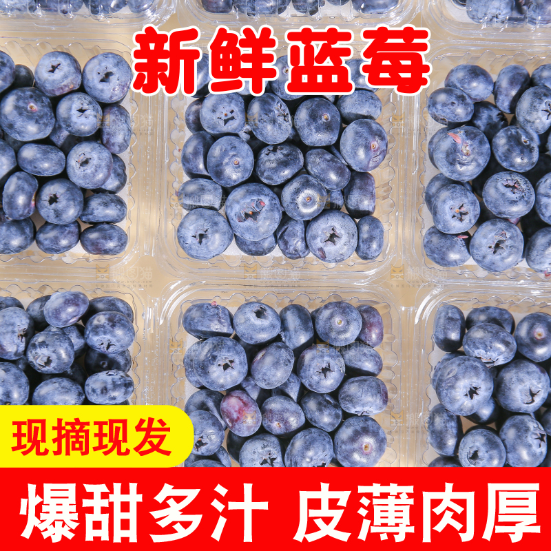 浅底上的新鲜蓝莓