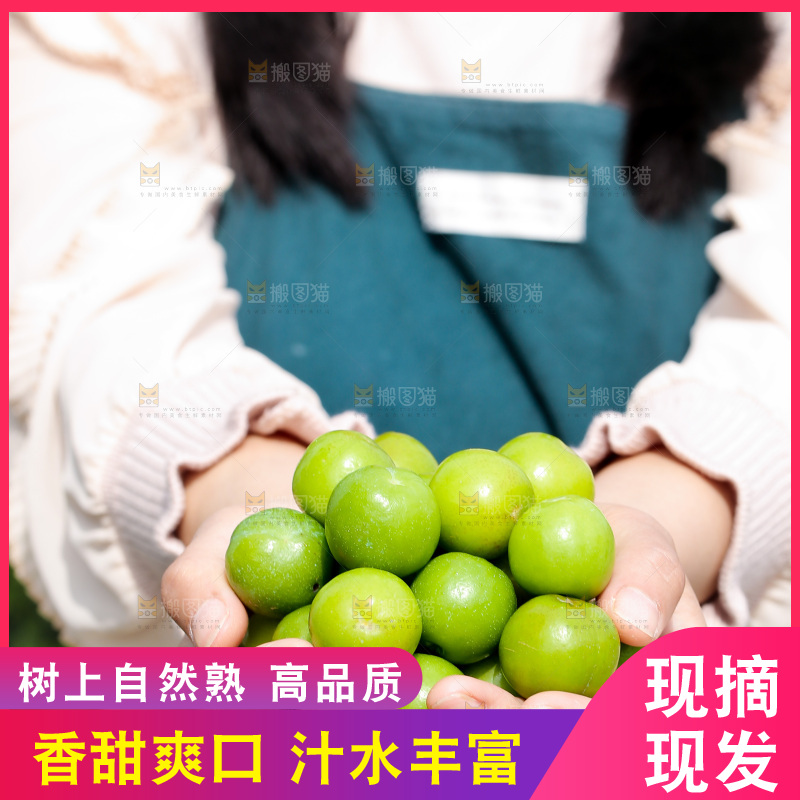 手里捧着三月李