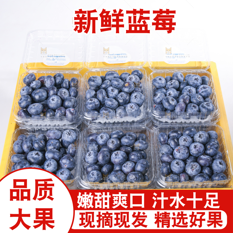 白底上放着的新鲜蓝莓