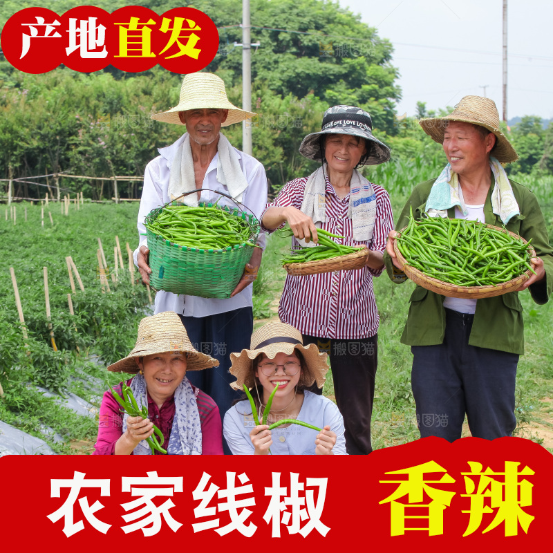 手里拿着现摘线椒