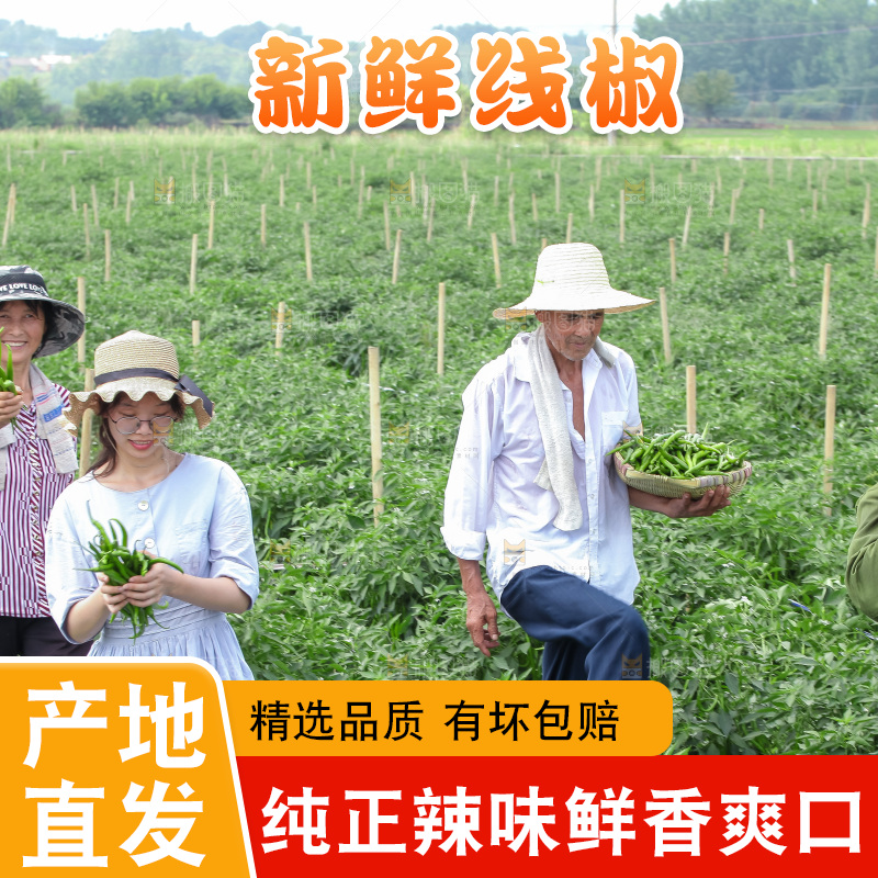 手里拿着现摘线椒