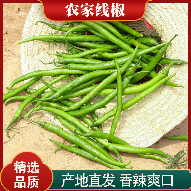 地里现摘的线椒