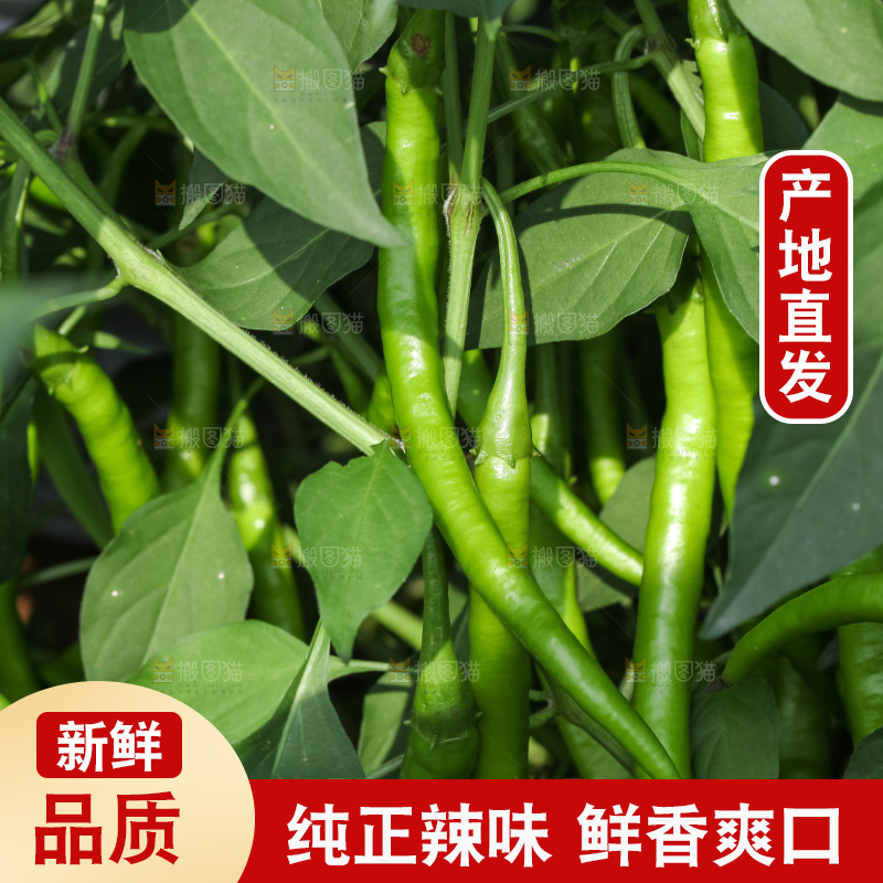 地里现摘的线椒