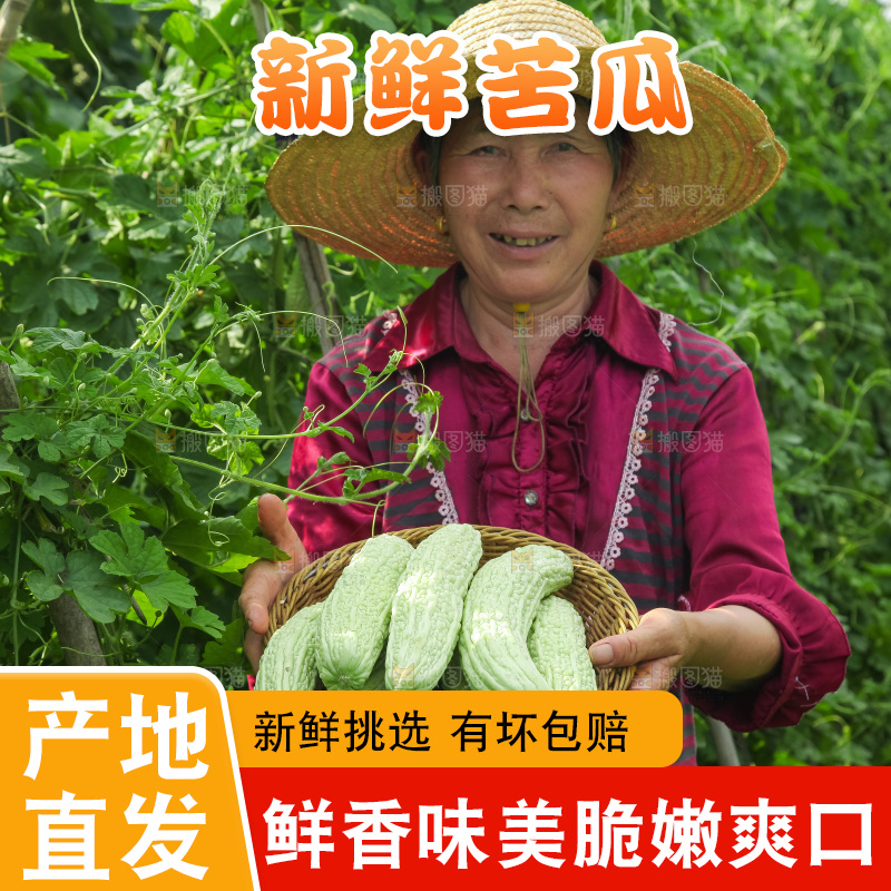 手里拿着新鲜苦瓜
