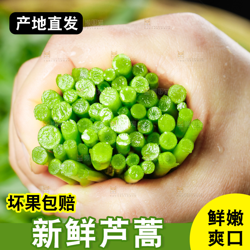 木底上的江西藜蒿