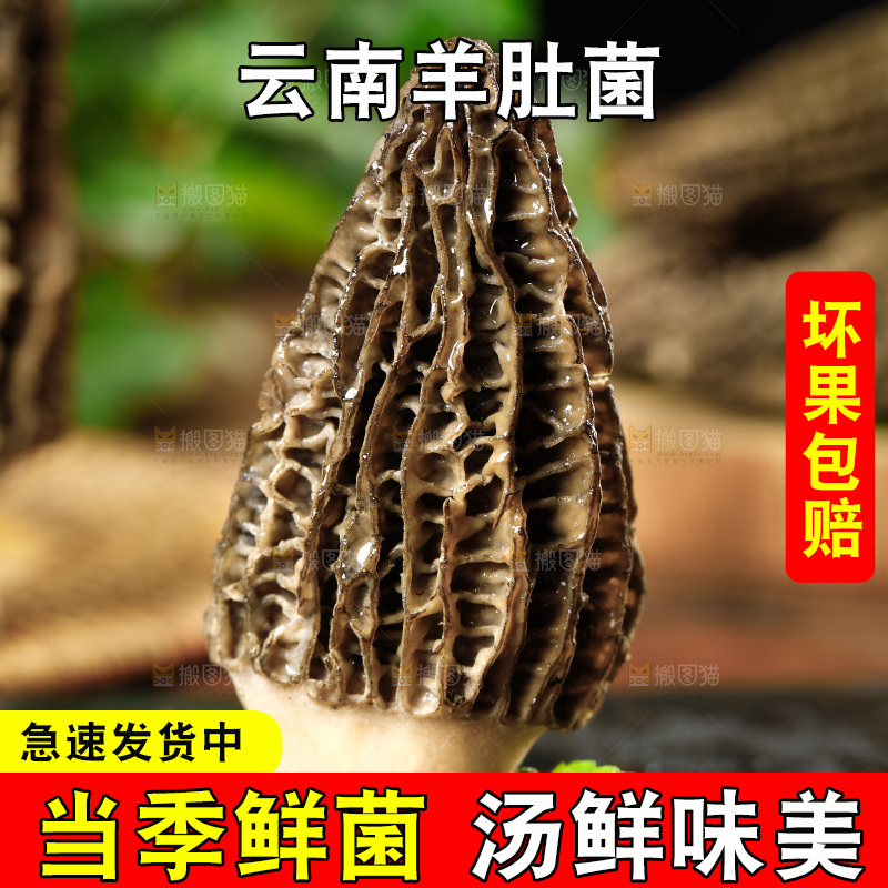 木底上的羊肚菇