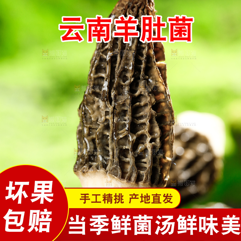 草地上的羊肚菇