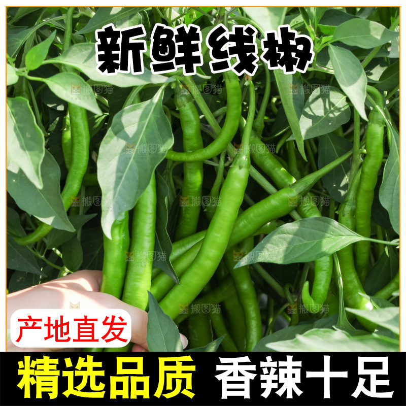 地里现摘的线椒