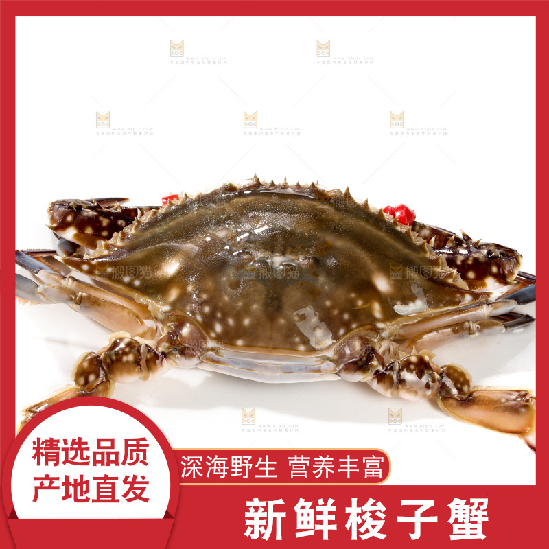 白底上的梭子蟹