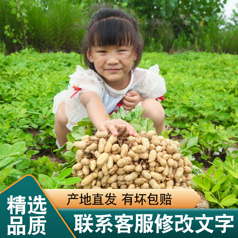 手里拿着现挖花生