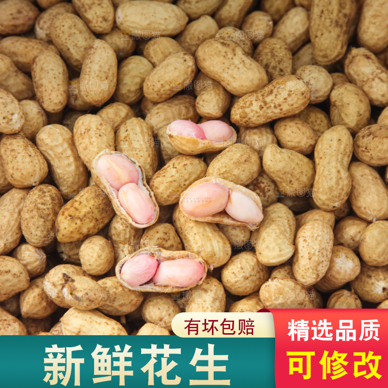 花生地里的新鲜花生