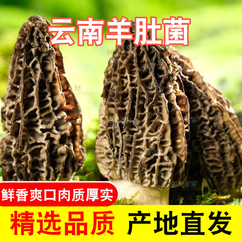 草地上的羊肚菇