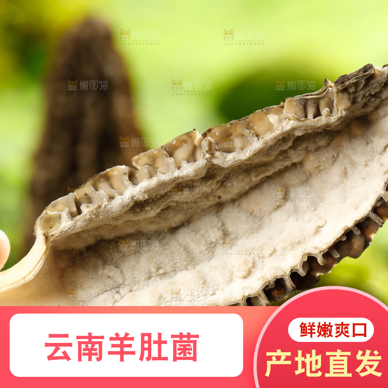 草地上的羊肚菇