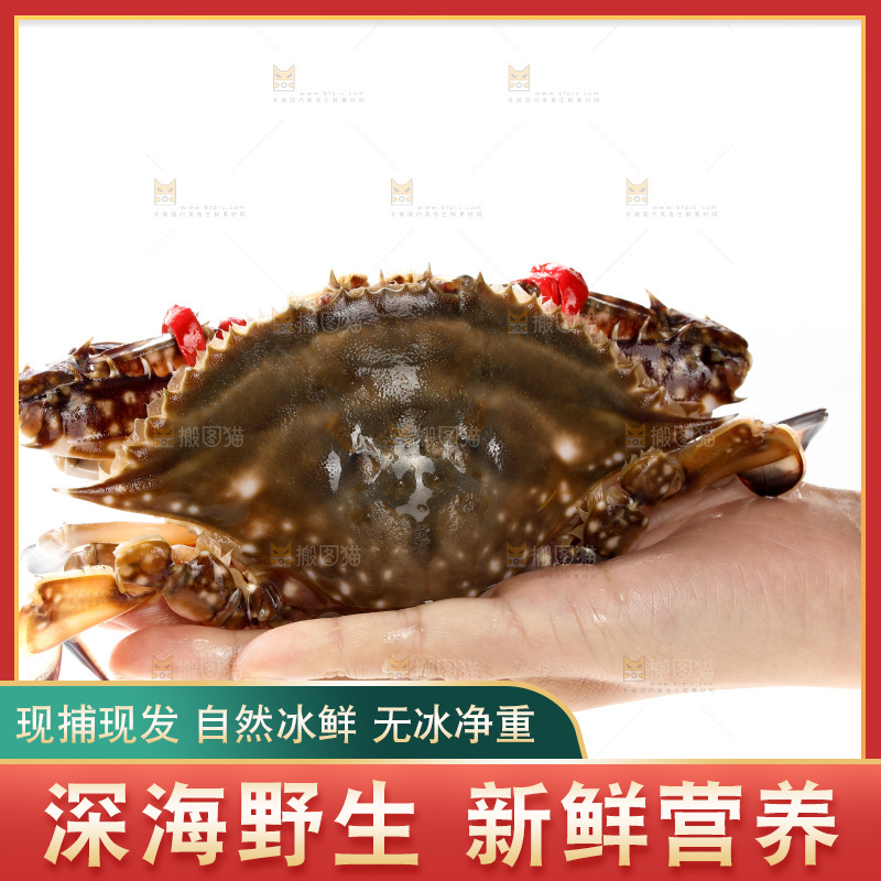 白底上的梭子蟹