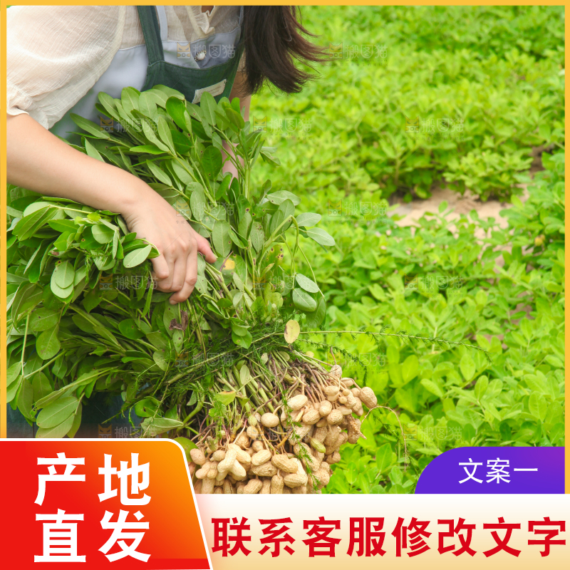 手里拿着现挖花生