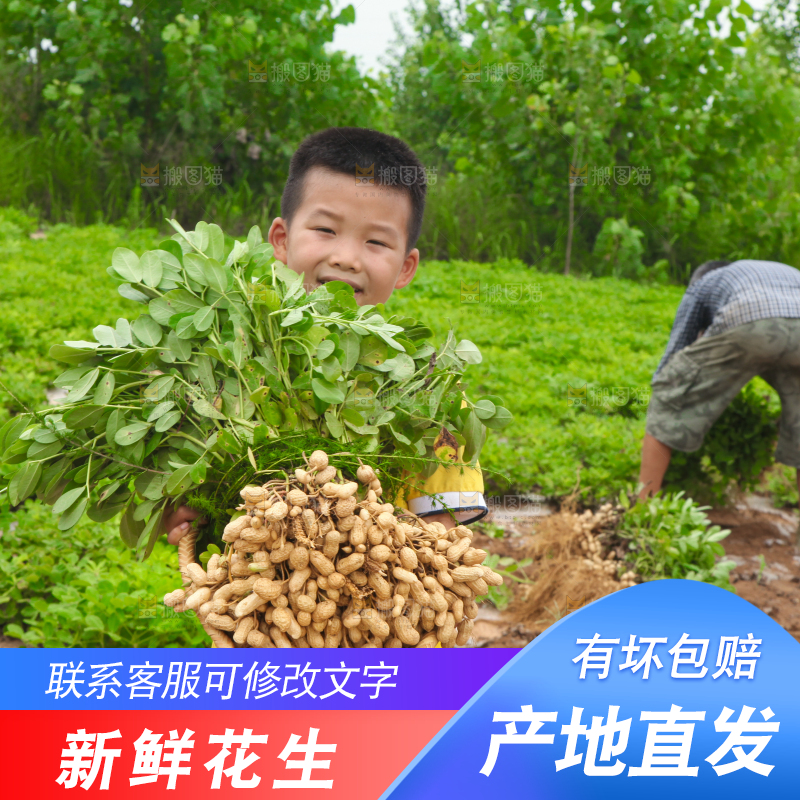 手里拿着现挖花生