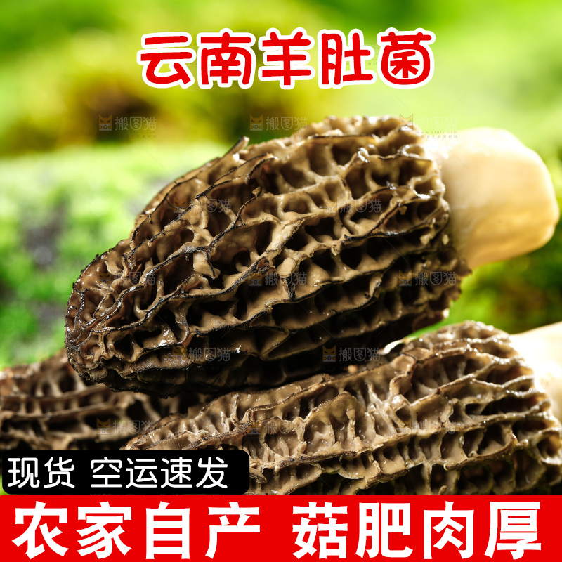 草地上的羊肚菇