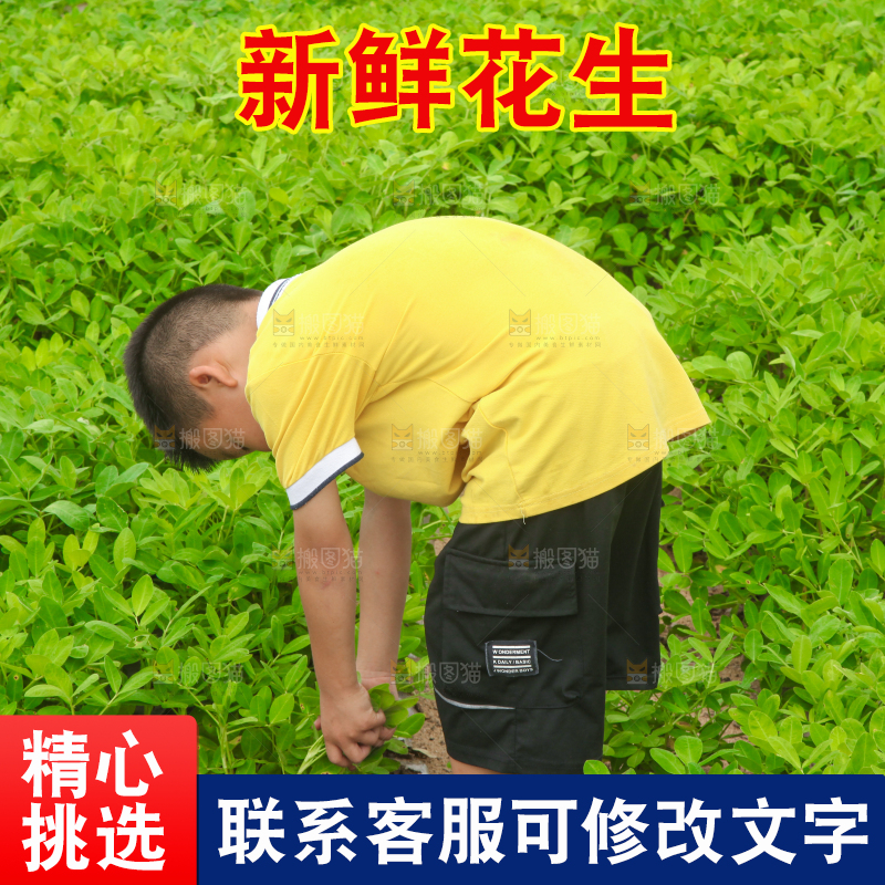 手里拿着现挖花生