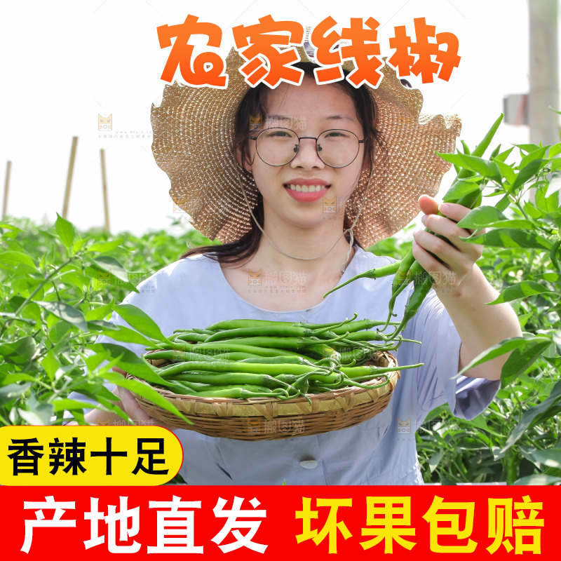 手里拿着现摘线椒