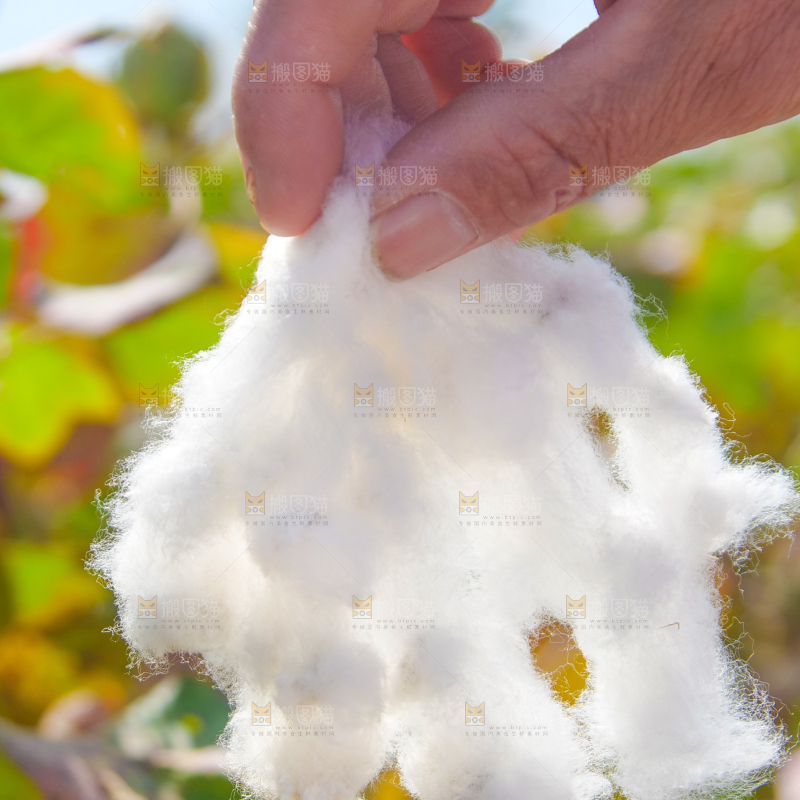 手里拿着棉花