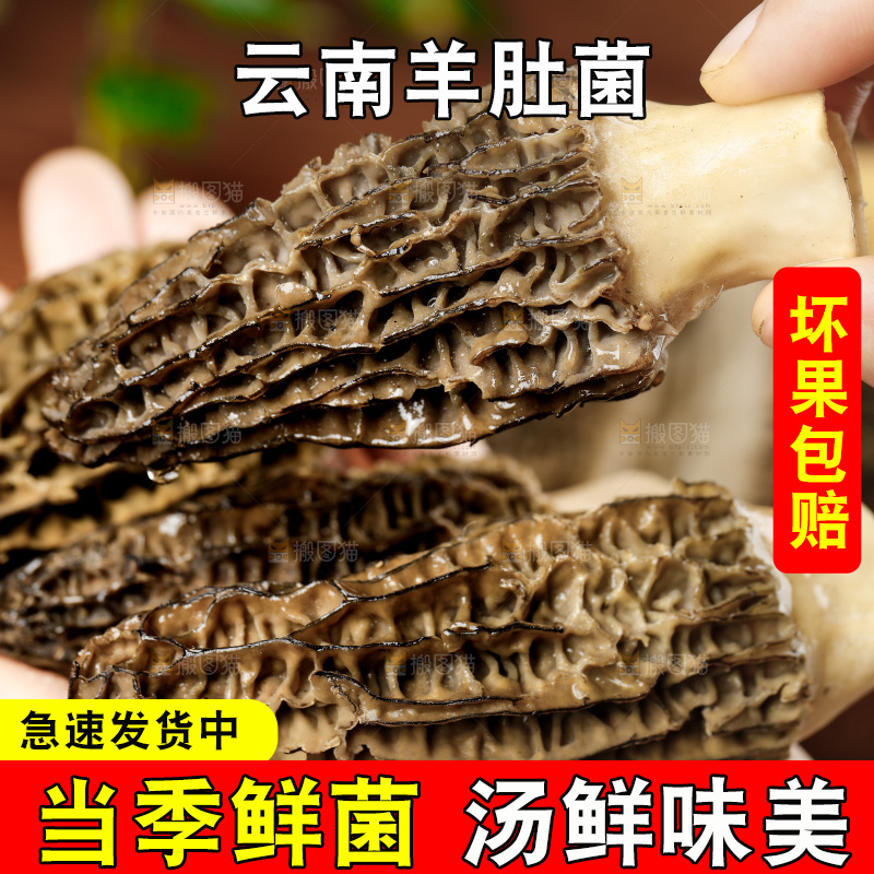 木底上的羊肚菇