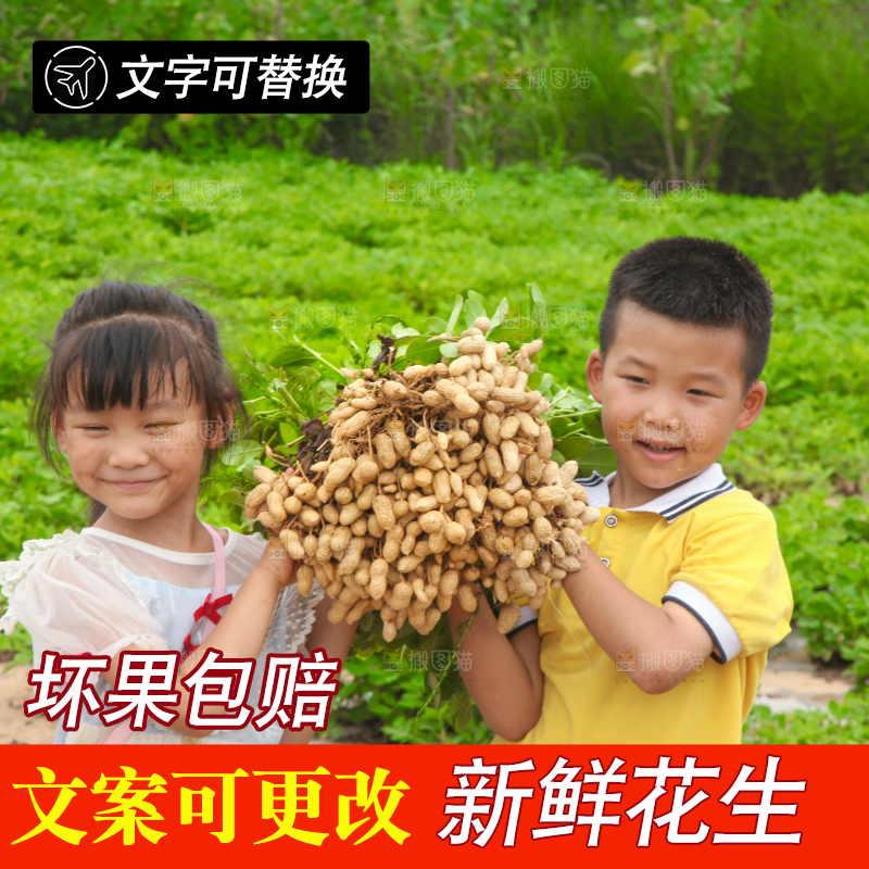 手里拿着现挖花生