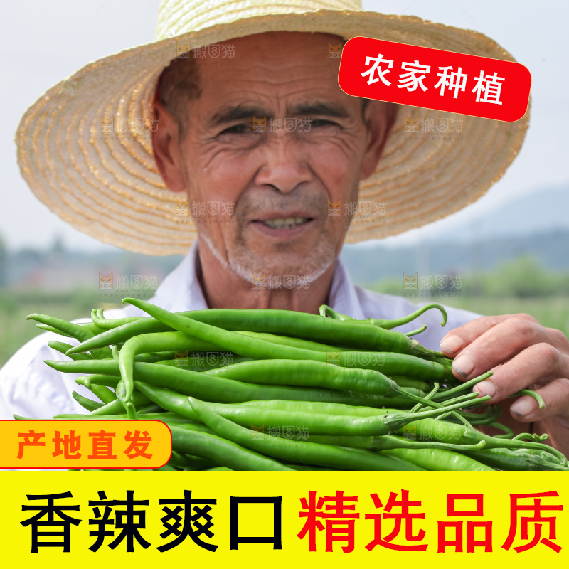 手里拿着现摘线椒