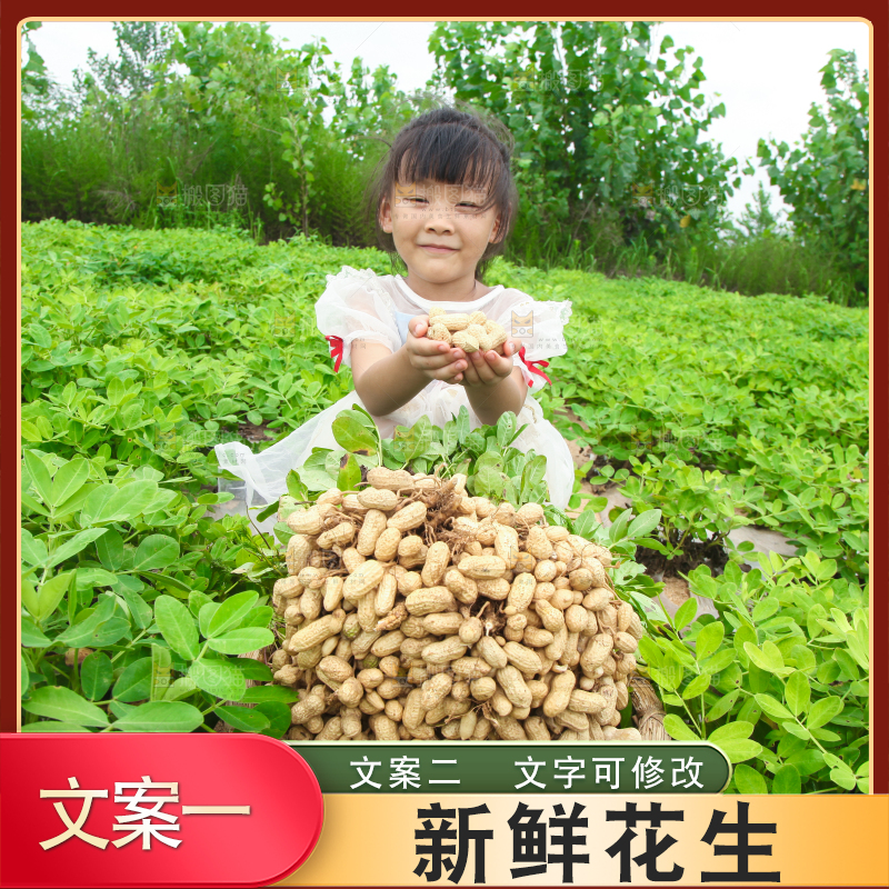 手里拿着现挖花生