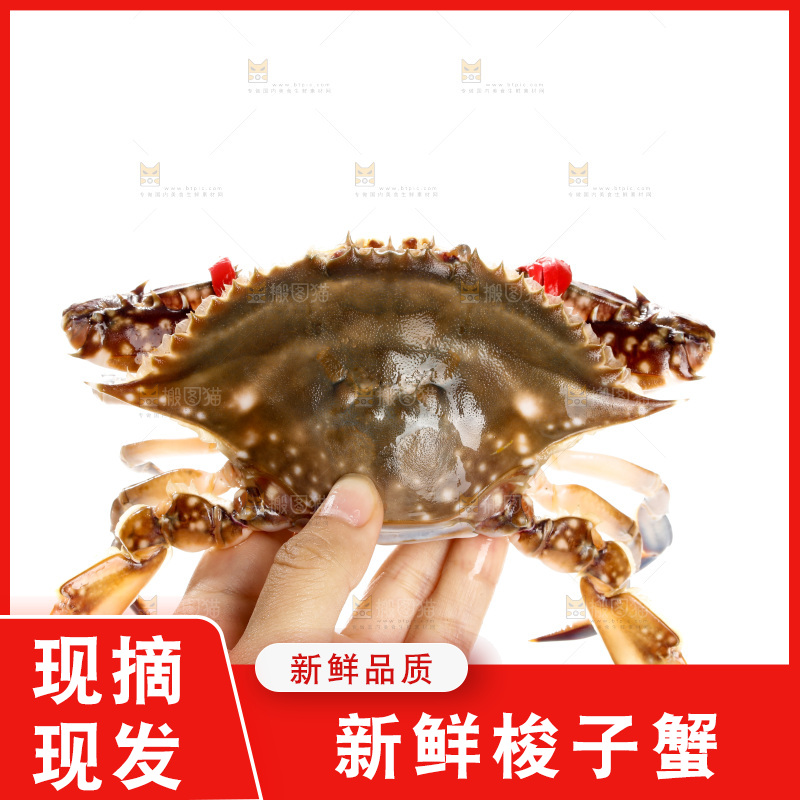 白底上的梭子蟹