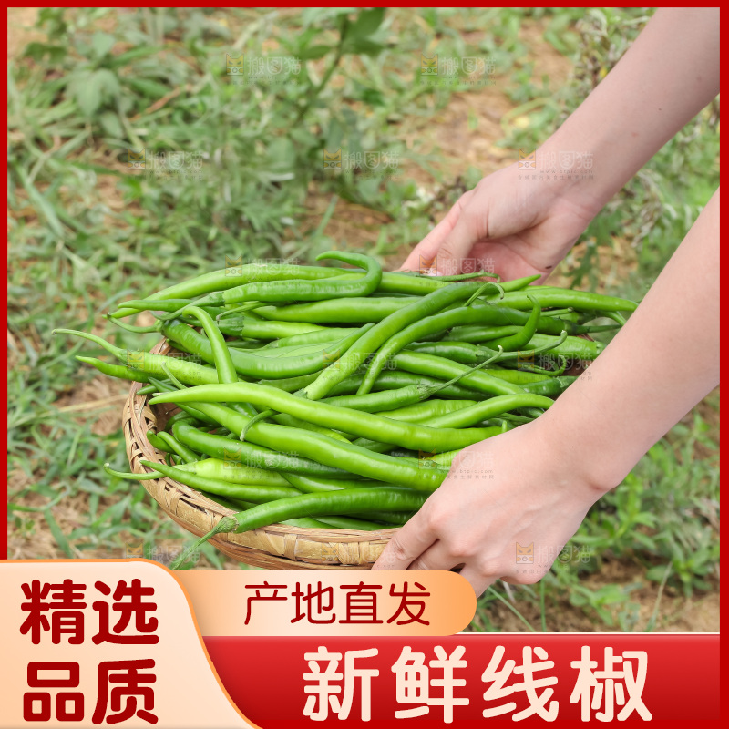 地里现摘的线椒