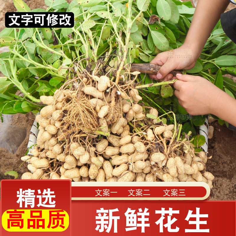 花生地里的新鲜花生