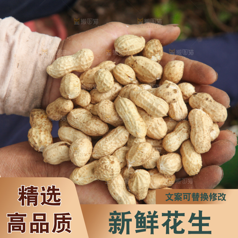 花生地里的新鲜花生