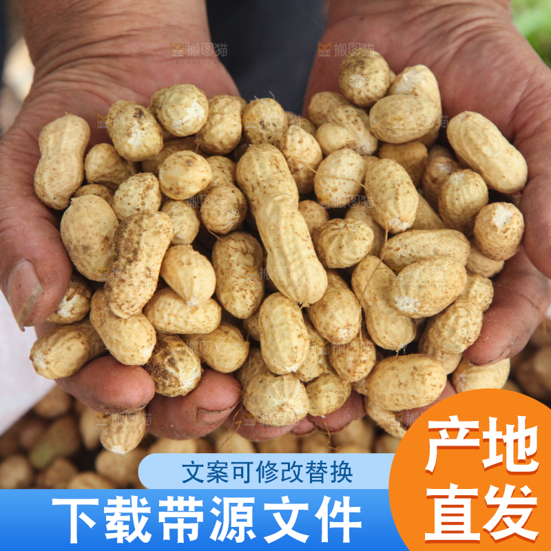 花生地里的新鲜花生