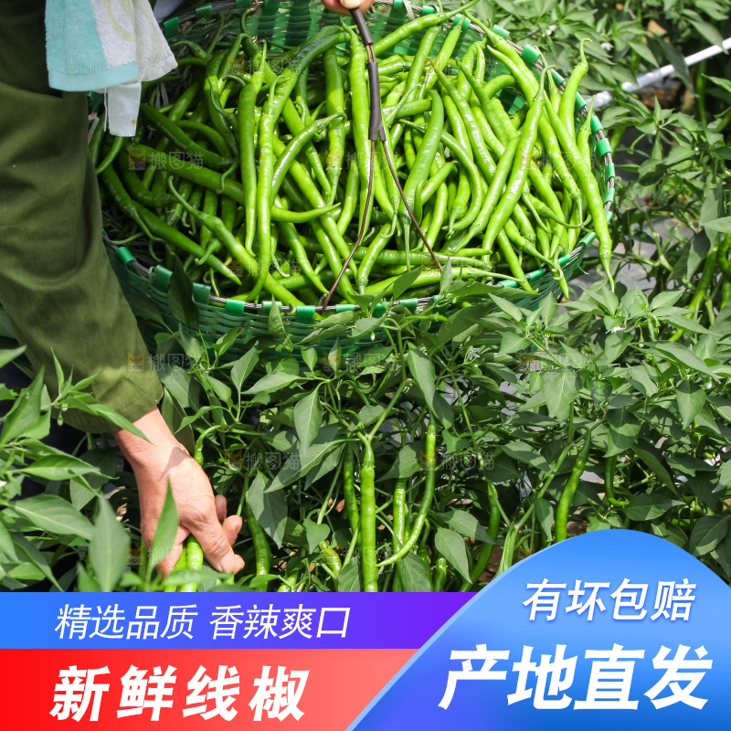 地里现摘的线椒