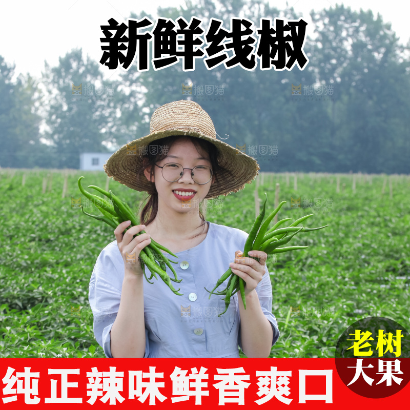手里拿着现摘线椒